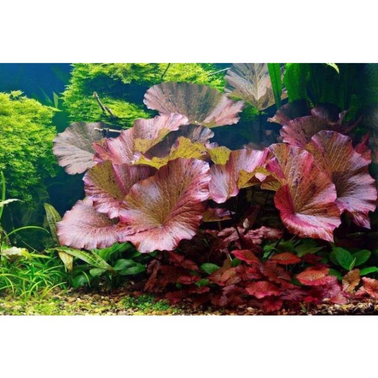 Cây thủy sinh sen tiger