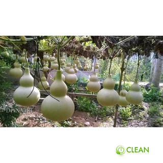 Hạt giống Bầu hồ lô (lớn, tí hon)