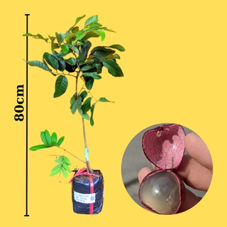 Combo 2 cây Cây Nhãn Tím Sóc Trăng