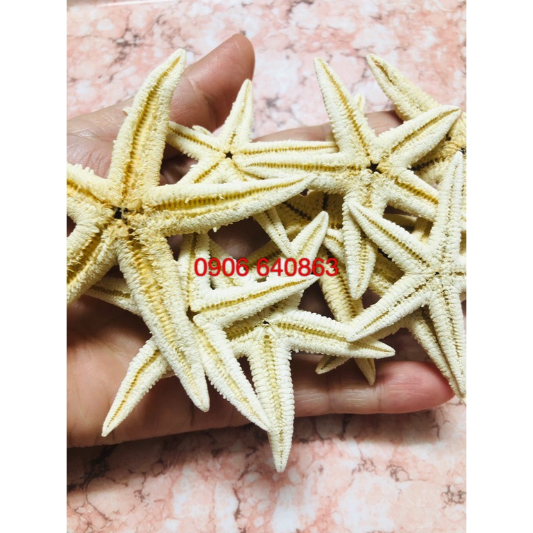 Sao biển trang trí bể cá, bàn làm việc, phòng khách...