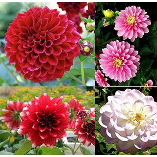 HẠT GIỐNG HOA THƯỢC DƯỢC TỔ ONG NHIỀU MÀU 50 HẠT