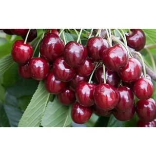 Hạt giống Anh Đào Mỹ (Cherry)