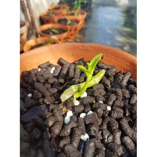 Phân VERMIS trùn quế tan chậm gói 01 kg dùng cho hoa lan cây cảnh