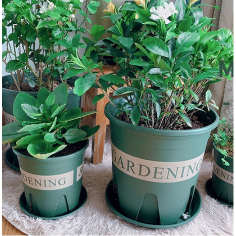 Chậu trồng Hoa-Monrovia 5gl-chậu Garden 6GL)
