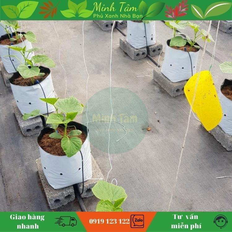 Set 20 túi PE đen trắng trồng cây cao cấp trồng Dưa Lưới, Dưa Chuột, Nhà Kính, Nhỏ Giọt - Bền 3 - 4 Vụ