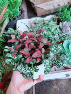 Chậu Cẩm Nhung (may mắn)