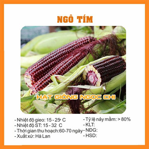 Hạt Giống Ngô Tím (Bắp Tím) - 20 Hạt