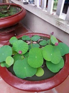 Hạt sen Nhật 100k/10 hạt