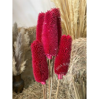Hoa khô trang trí ❤️Poca khô bất tử❤️ Hoa trang trí phòng ngủ, phụ kiện decor