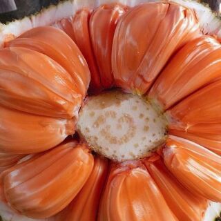 Cây giống Mít ruột đỏ xơ vàng Indo 1 năm rưỡi cho trái