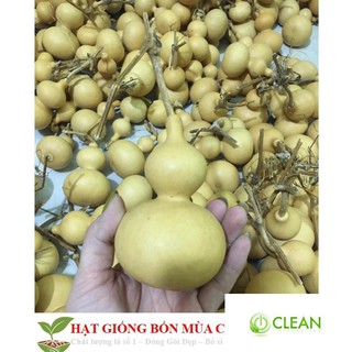 Hạt Giống Bầu Hồ Lô - Mini Siêu Kute 5 HẠT