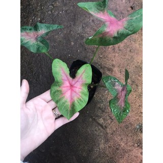 chậu môn hồng kiểng