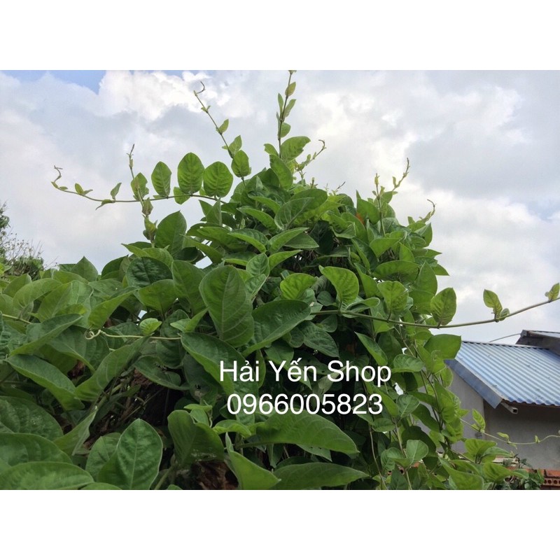 Lá Mơ Tươi_khô_cây giống