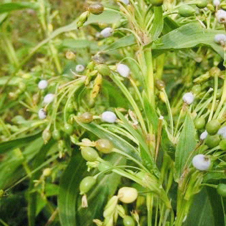 1 Kg Bột Ý Dĩ nguyên chất thiên nhiên 100% có giấy VSATTP và ĐKKD dùng để đắp mặt đa công dụng