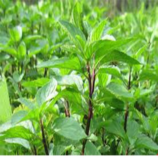GÓI 2000 HẠT GIỐNG RAU HÚNG QUẾ
