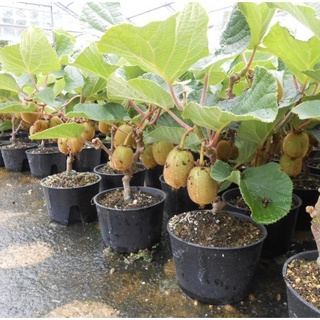 Hạt Giống Cây Kiwi