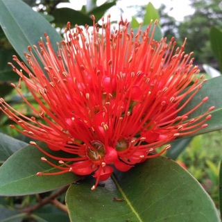 Mai Thái hoa đỏ cam
