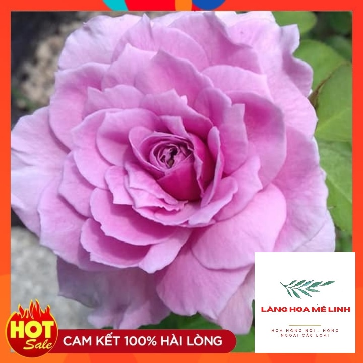 Hoa hồng ngoại Blue Sky rose [☂️TÍM THỦY CHUNG☂️]  – Hoa hồng Nhật tím xanh tuyệt đẹp, tán rộng, nhiều nụ, hoa sai.