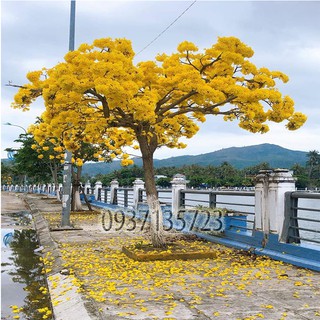 combo 5 cây giống chuông vàng ( cây giống )