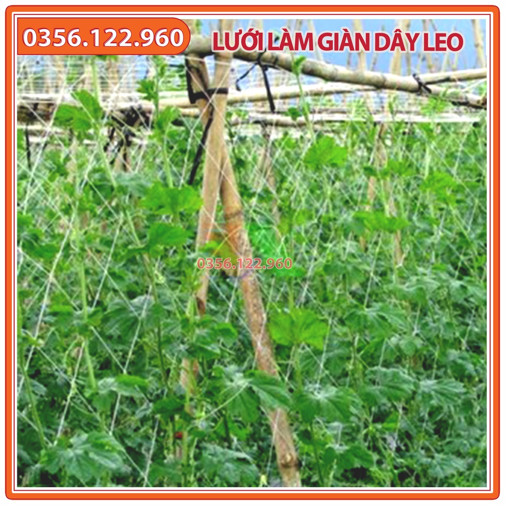 Lưới làm giàn dưa leo dưa chuột, mướp, đậu kích thước 1.8 x 100m