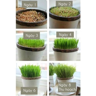 Hạt giống cỏ mèo và bộ Hạt + Đất trồng