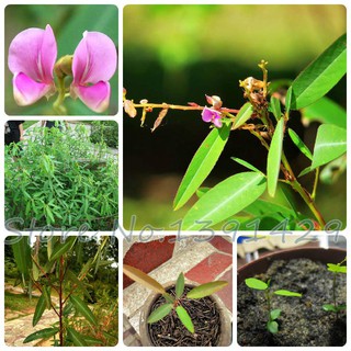 Hạt giống nhảy múa