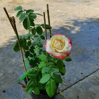 Hoa hồng ngoại double delight