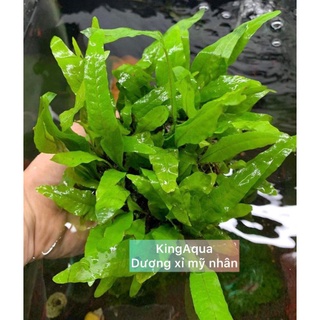 Cây thủy sinh Cầu Dương Xỉ Java