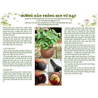 100 hạt sen Cung đình