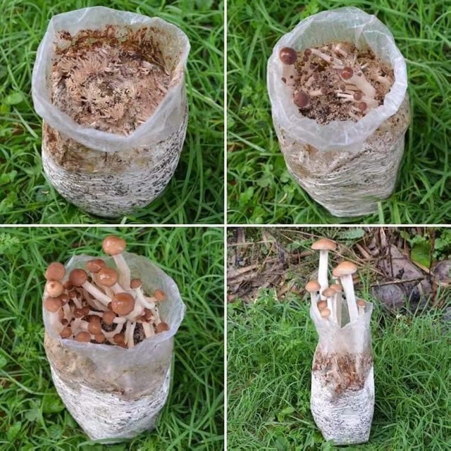 Nấm Trà Tân- Nguyên liệu nấu canh. đồ xào bổ. tốt cho sức khoẻ. bịch 250gram