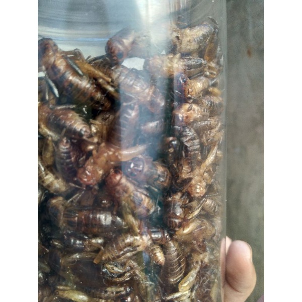 DẾ SẤY KHÔ 100 GRAM