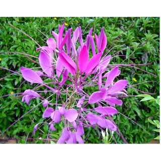 Hạt Giống Hoa Hồng Ri Mix