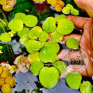 Bèo Nhật thuỷ sinh [chỉ ship HCM]