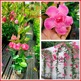 Cây hoa hồng anh leo kép trồng làm giàn leo tạo background chụp ảnh tuyệt đẹp Minh Hân Garden