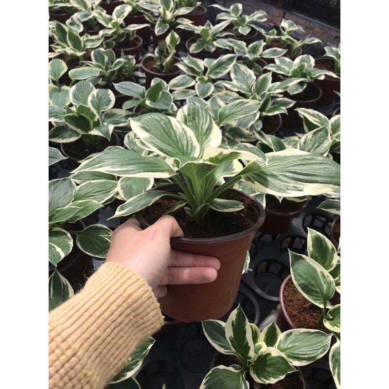 Cây thiên niên kiện đột biến/Hosta ,sz lớn
