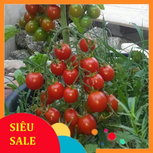 20 Hạt giống Cà chua chery đỏ (tặng gói kích nẩy mầm và hướng dẫn) VIETPHAT