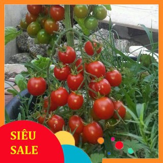 20 hạt giống cà chua chery đỏ vietphat