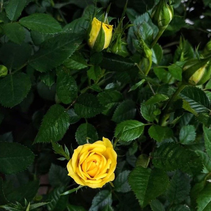 Cây hoa hồng siêu nụ LAFA GARDEN giống cây trồng lâu năm, tùy chọn màu đỏ đậm, đỏ sọc, vàng, cam, hồng cây có bầu rễ tốt