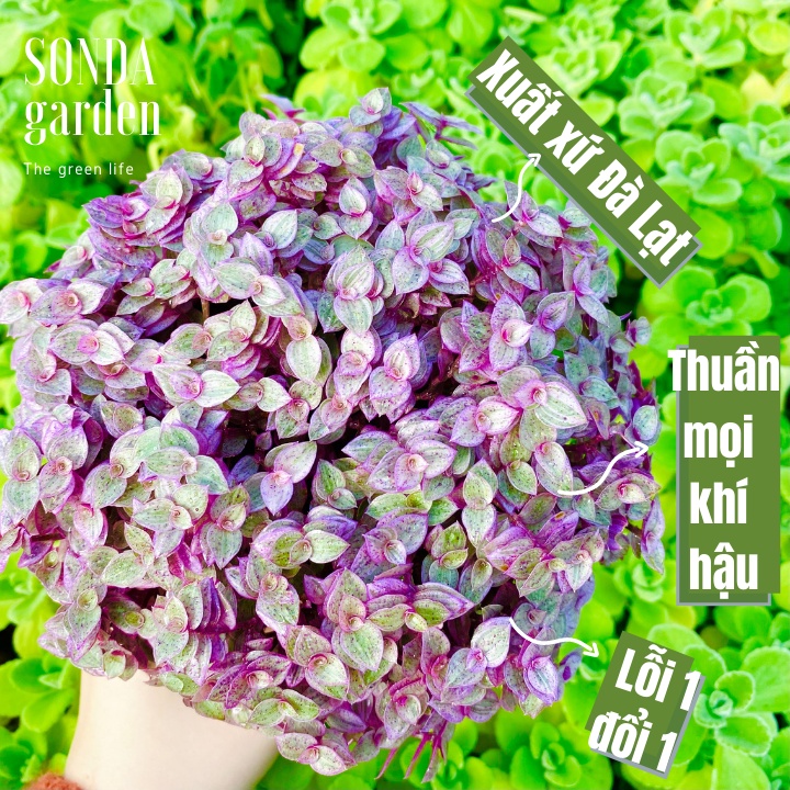 Cỏ pink lady SONDA GARDEN size chậu 10cm, xuất xứ Đà Lạt, khoẻ đẹp, lỗi 1 đổi 1