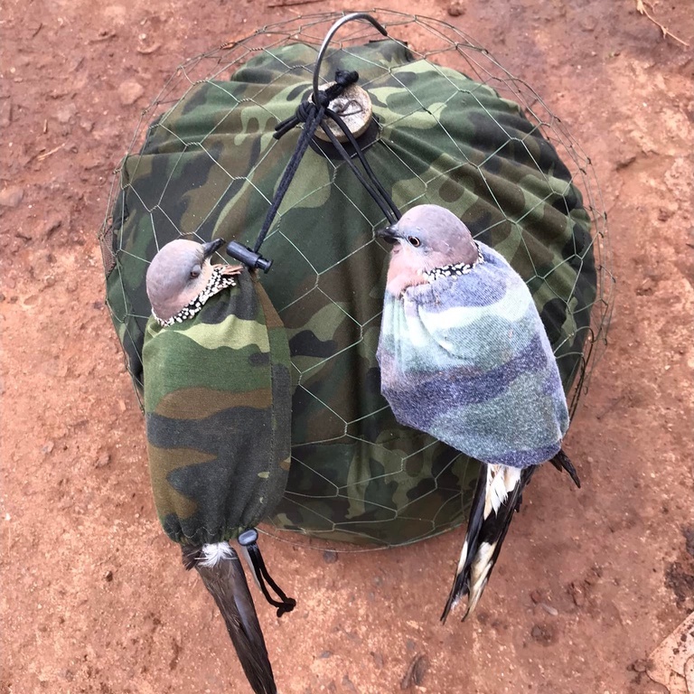 Bội Úp Chim Cu Gáy Siêu Rẻ