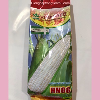 HẠT GIỐNG NGÔ NẾP LAI F1 HN88- HẠT GIỐNG CHẤT LƯỢNG CAO (500gr)