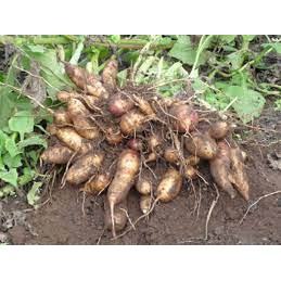 Mứt khoai sâm mật ong sấy dẻo 100g