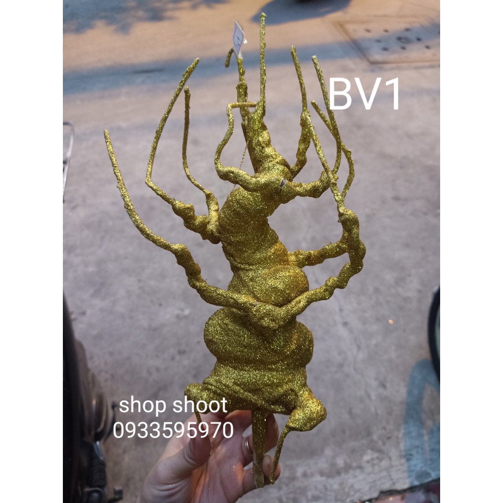 GỐC KIM TIỀN BV1 25cm