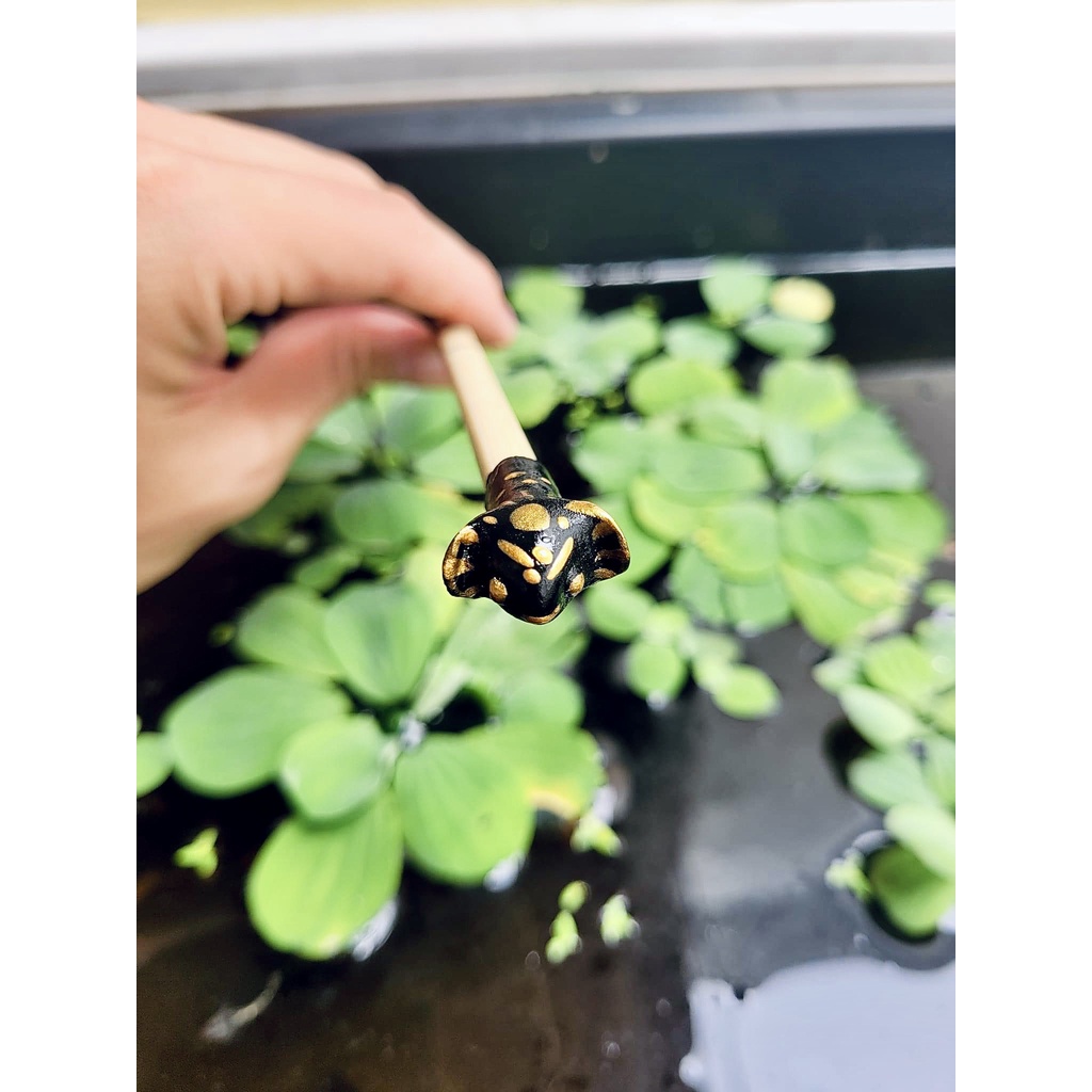 Cây kè đầu cá Betta