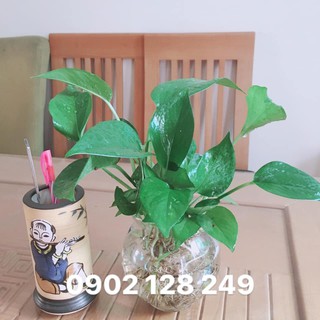 Cây trầu bà thủy sinh