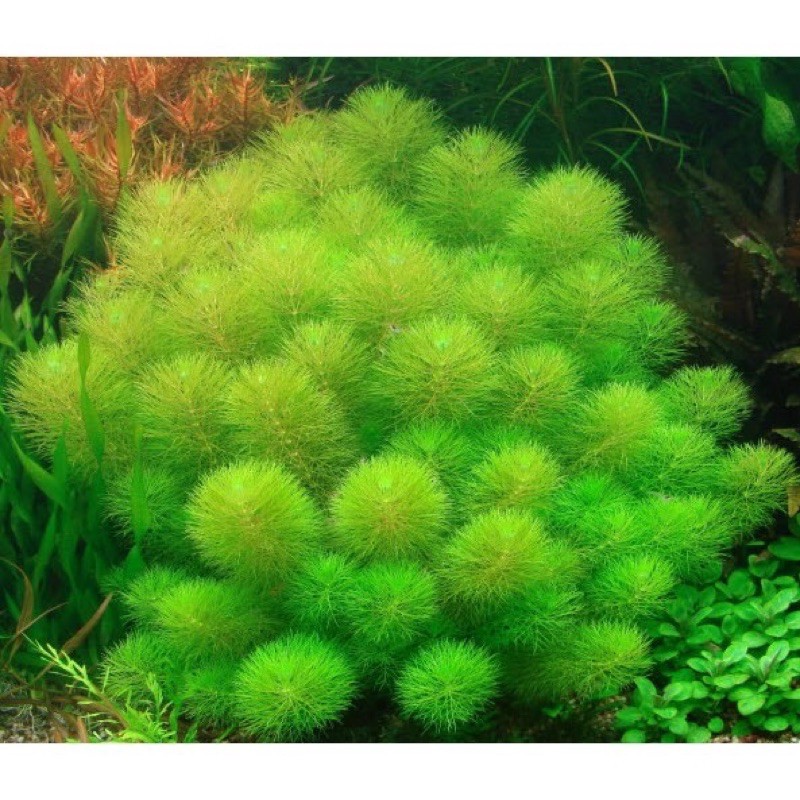Tiểu bảo tháp15k/15ngọn