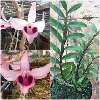 [Cây giống] Giả Hạc Ma Bó - Cây con gieo hạt