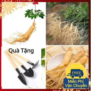 Hạt Giống Nhân Sâm Hàn Quốc Tặng Bộ Dụng Cụ Mini Trồng Cây Tặng Bộ Dụng Cụ Mini Trồng Cây