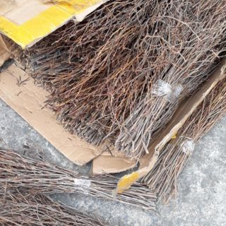 Tổng kho sỉ tphcm xả kho hoa đỗ quyên giá sỉ =lẻ