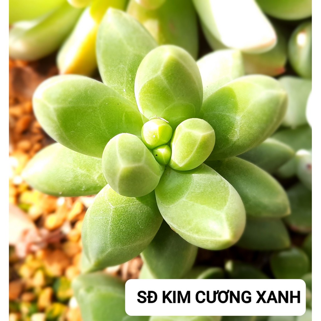 Sen đá Kim Cương Xanh/Trắng